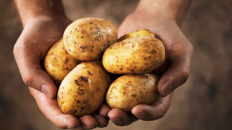 heat-resistant potatoes
